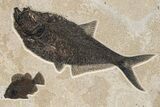 Green River Fossil Fish Display with Mioplosus Aspiration! #295648-7